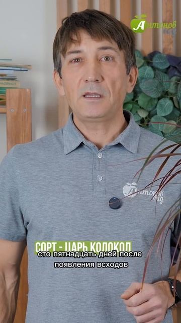 Самые сладкие сорта томатов! смотреть онлайн