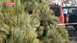 МИНЛЕСОХОТЫ УСИЛИВАЕТ ОХРАНУ ХВОЙНЫХ НАСАЖДЕНИЙ ПЕРЕД НОВЫМ ГОДОМ • НОВОСТИ КАМЧАТКИ