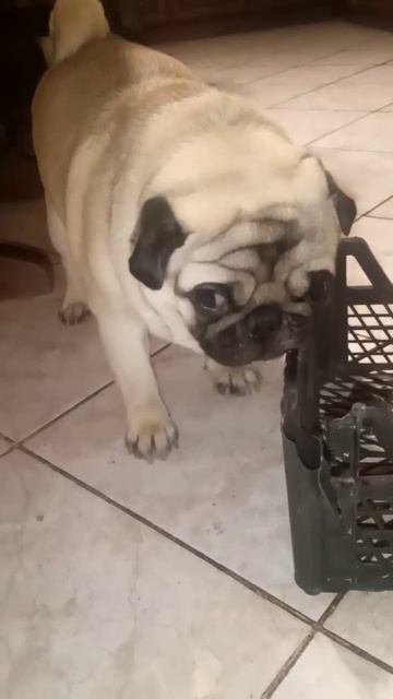 Смешной мопс