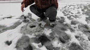 Река Битюг. Щука, Окунь, Плотва, Ёрш.