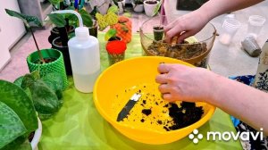 ЦВЕТОЧНЫЕ ДЕЛА.КАШПО И ОПОРЫ.КОМНАТНЫЕ РАСТЕНИЯ(ЦВЕТЫ).