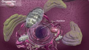 Анимация копирование ДНК в клетке