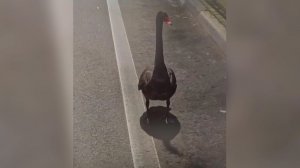 Сбежавшего черного лебедя вернули в парк "Дендрарий" в Сочи