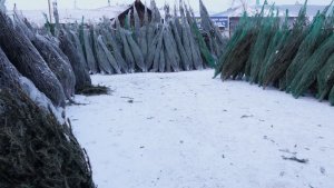 РЕКОРДНЫЙ СПРОС НА ЖИВЫЕ ЕЛКИ