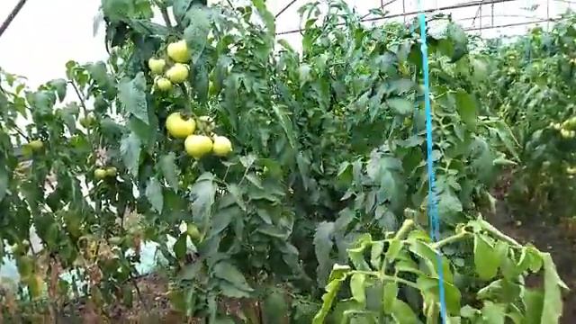 Обзор гибрида Белфорт. Принцип покраски томата в холодную погоду