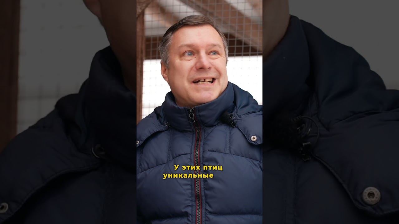 Про птицеводство с нуля смотрите полный выпуск на канале СВОЯ ЕДА #свояеда #птицеводство #2026 смотреть онлайн