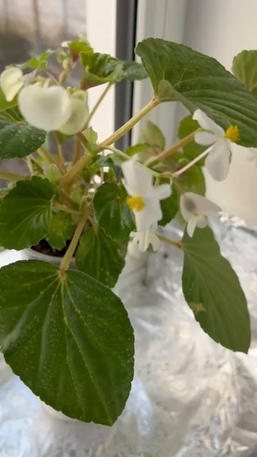 Бегония. На подоконнике чуть лучше ей  кажется