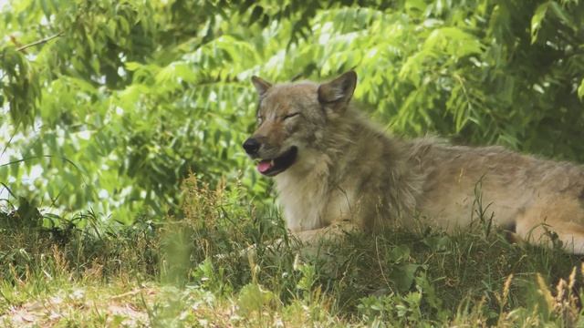 Полная коллекция диких животных в 4K ULTRA HD Ultimate Wild Anim смотреть онлайн