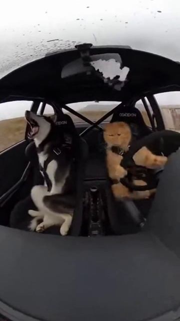 Кот и пёс на машине смотреть онлайн