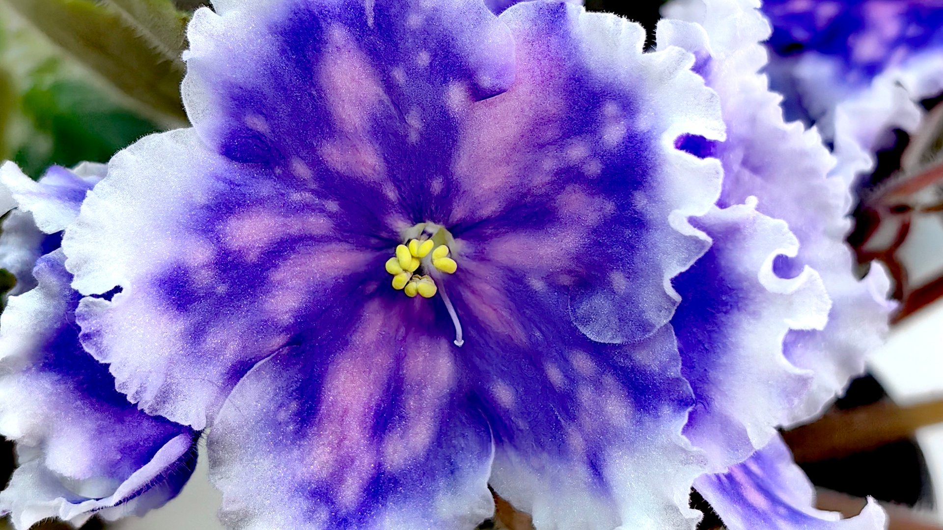 Обновление корневой системы у фиалок ☘️🌸☘️🌸 смотреть онлайн