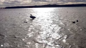 Белые лебеди - это символ любви и верности.