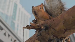 Отдых рядом с бельчатником