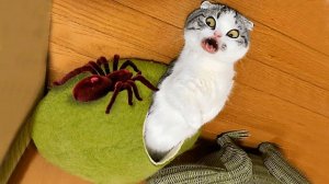 СМЕШНО ДО СЛЕЗ 😹😍 СМЕШНЫЕ КОТЫ, ЛУЧШИЕ ПРИКОЛЫ С КОТАМИ, СОБАКАМИ КОШКИ,СОБАКИ , ЖИВОТНЫЕ 🥰