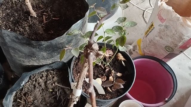 саженцы проснулись