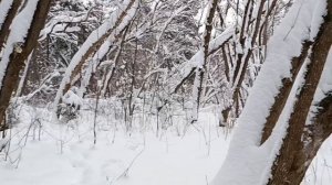 Нежная красота декабря ❄️❄️❄️