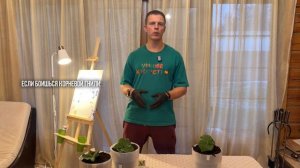 Зимние огурцы дома. Полный разбор. Сорт, семена, земля, свет, подкормки, формировка