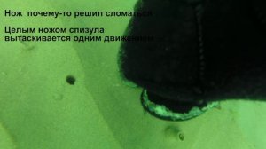 Как правильно копать спизулу (песчанку)