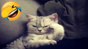 СМЕШНЫЕ ЖИВОТНЫЕ 😂 ПРИКОЛЫ С КОТАМИ И СОБАКАМИ 2026😺🐶 ЧАСТЬ 1 | Забавные животные