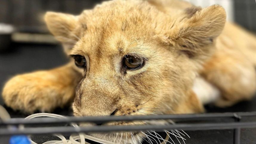Изъятую в тяжелом состоянии у лакшери-блогера львицу спасают ветеринары