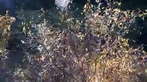 Святогорск 2015