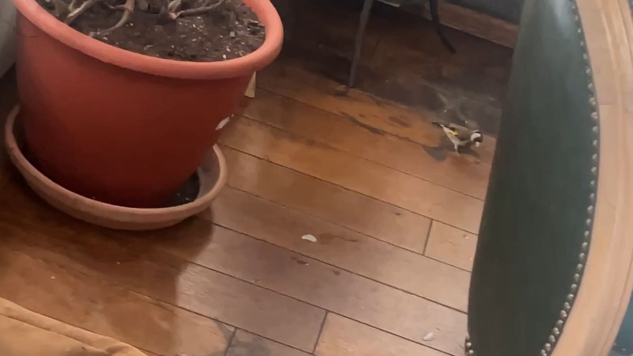 Лиса-Алиса. Маленький, но храбрый житель кухни смотреть онлайн