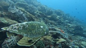 Комодо Черепаха