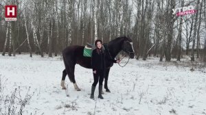 Год лошади | ЗООМАНИЯ