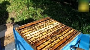 Установка рамок с мисочками для полировки пчёлами