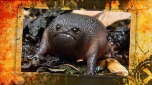 Редкие ЖИВОТНЫЕ !