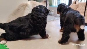 Щенки зененхунда 1 месяц.mp4