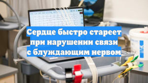 Сердце быстро стареет при нарушении связи с блуждающим нервом