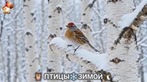 Птицы зимой в лесу 🐦⬛🦉🦅 видео для отдыха душой 🌲(8)
