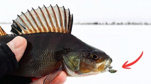 РАБОЧАЯ МОРМЫШКА ПО КАПРИЗНОМУ ОКУНЮ / РЫБАЛКА НА БЕЗМОТЫЛКУ / Часть 2