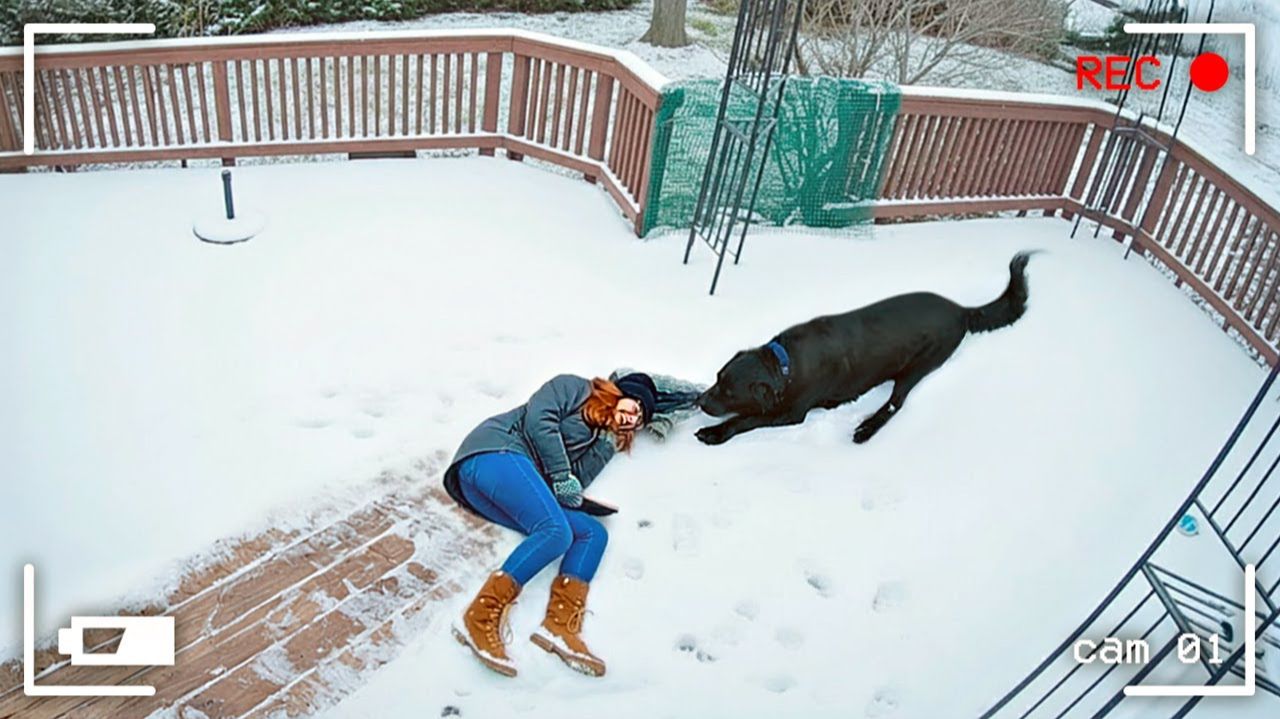 ПРИКОЛЫ С ЖИВОТНЫМИ 🐶😼