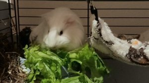 Морская свинка .Смотреть в хорошем качестве. Смотреть онлайн