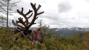 Экотуризм будут развивать в Аяно-Майском районе Хабаровского края