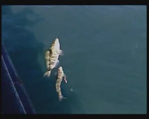 Какова норма вылова Северного однопёрого терпуга — Pleurogrammus monopterygius на одного рыбака ?