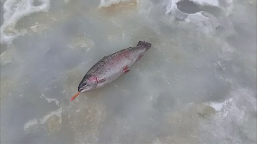 Работаем в полях. Клёвое место, Лосиный остров, нижний водоём. смотреть онлайн