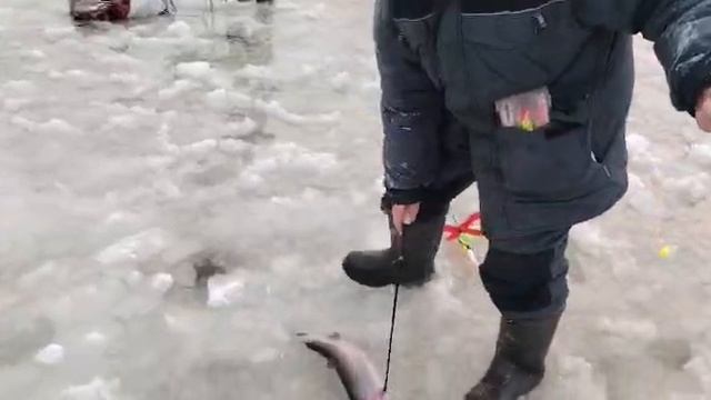 Поимка Форели смотреть онлайн