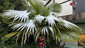 ГЕЛЕНДЖИК! ЗИМА ПРИШЛА в НАШ ДЕНДРАРИЙ. Красота да и только!