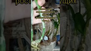 последние распаковки приехавших новинок и немного цветов в конце