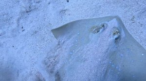 Комодо Скат