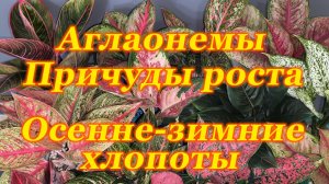 Причуды роста аглаонем. Осенне-зимние хлопоты с аглаонемами.