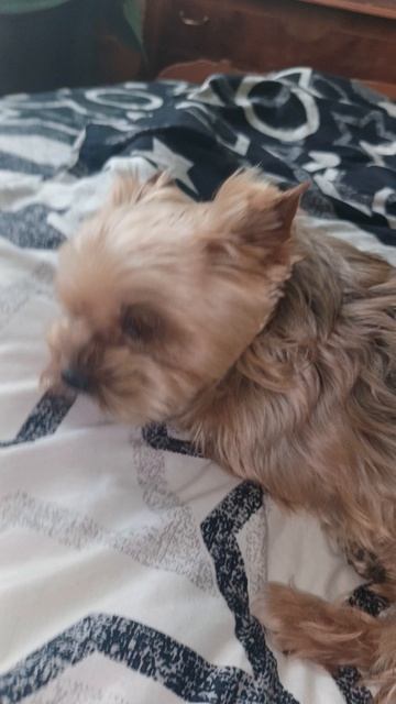 Злая собака