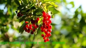 "Присудила мне любовь срок пожизненный"  сл.С.Ульяницкий муз.А.Романов