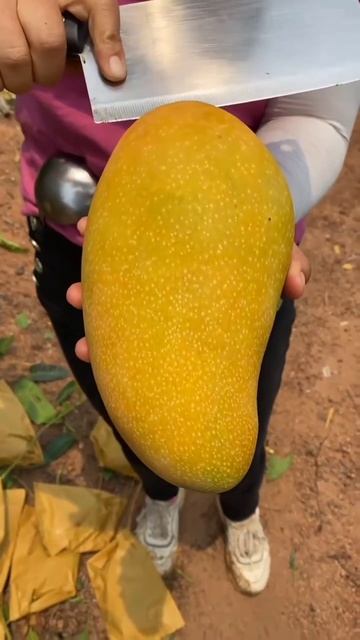 Манго по китайски смотреть онлайн