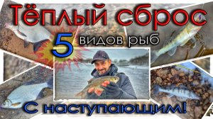 Тёплый сброс. Пять видов рыб. С наступающим! #мормышинг