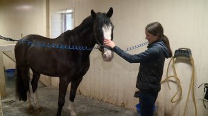 Привлекаем удачу: чему могут научить нас лошади, которые будут символом этого года