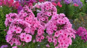 Прекрасный флокс Радомир, селекции Ю.А. Репрева