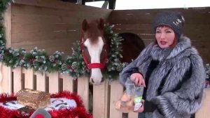 От символа года до любимца конюшни: встречаем Красную Огненную Лошадь